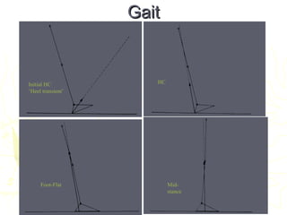 GaitGait
Initial HC
‘Heel transient’
HC
Foot-Flat Mid-
stance
 