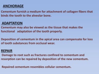 Cementum furnish a medium for attachment of collagen fibers that
binds the tooth to the alveolar bone.
ADAPTATION
Cementum may also be viewed as the tissue that makes the
functional adaptation of the tooth properly.
Deposition of cementum in the apical area can compensate for loss
of tooth substances from occlusal wear.
REPAIR
Damage to root such as fractures confined to cementum and
resorption can be repaired by deposition of the new cementum.
Repaired cementum resembles cellular cementum.
ANCHORAGE
 