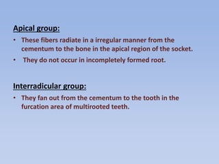 Apical group:
• These fibers radiate in a irregular manner from the
cementum to the bone in the apical region of the socket.
• They do not occur in incompletely formed root.
Interradicular group:
• They fan out from the cementum to the tooth in the
furcation area of multirooted teeth.
 