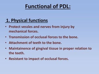 Functional of PDL:
1. Physical functions
• Protect vessles and nerves from injury by
mechanical forces.
• Transmission of occlusal forces to the bone.
• Attachment of teeth to the bone.
• Maintainence of gingival tissue in proper relation to
the teeth.
• Resistant to impact of occlusal forces.
 