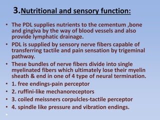 3.Nutritional and sensory function:
• The PDL supplies nutrients to the cementum ,bone
and gingiva by the way of blood vessels and also
provide lymphatic drainage.
• PDL is supplied by sensory nerve fibers capable of
transferring tactile and pain sensation by trigeminal
pathway.
• These bundles of nerve fibers divide into single
myelinated fibers which ultimately lose their myelin
sheath & end in one of 4 type of neural termination.
• 1. free endings-pain perceptor
• 2. ruffini-like mechanoreceptors
• 3. coiled meissners corpulcles-tactile perceptor
• 4. spindle like pressure and vibration endings.
•
 
