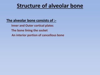 Structure of alveolar bone
The alveolar bone consists of :-
Inner and Outer cortical plates
The bone lining the socket
An interior portion of cancellous bone
 