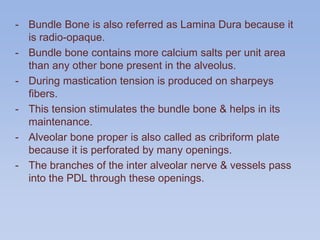 - Bundle Bone is also referred as Lamina Dura because it
is radio-opaque.
- Bundle bone contains more calcium salts per unit area
than any other bone present in the alveolus.
- During mastication tension is produced on sharpeys
fibers.
- This tension stimulates the bundle bone & helps in its
maintenance.
- Alveolar bone proper is also called as cribriform plate
because it is perforated by many openings.
- The branches of the inter alveolar nerve & vessels pass
into the PDL through these openings.
 
