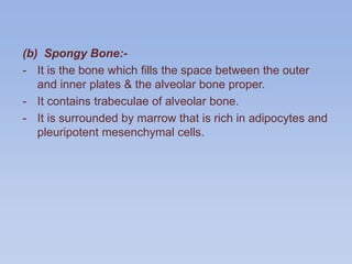 (b) Spongy Bone:-
- It is the bone which fills the space between the outer
and inner plates & the alveolar bone proper.
- It contains trabeculae of alveolar bone.
- It is surrounded by marrow that is rich in adipocytes and
pleuripotent mesenchymal cells.
 