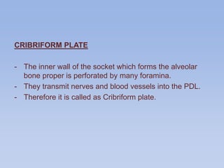 CRIBRIFORM PLATE
- The inner wall of the socket which forms the alveolar
bone proper is perforated by many foramina.
- They transmit nerves and blood vessels into the PDL.
- Therefore it is called as Cribriform plate.
 