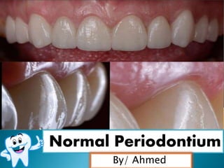 Normal Periodontium
By/ Ahmed
 