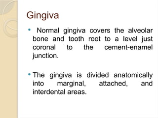 Normal Gingiva Comprehensive Overview of the Normal Periodontium: Structure, Function ...