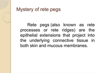 Rete Ridges Structure Comprehensive Overview of the Normal Periodontium: Structure, Function ...