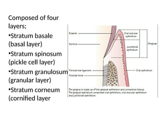 Comprehensive Overview of Normal Periodontium Anatomy and Gingival ...
