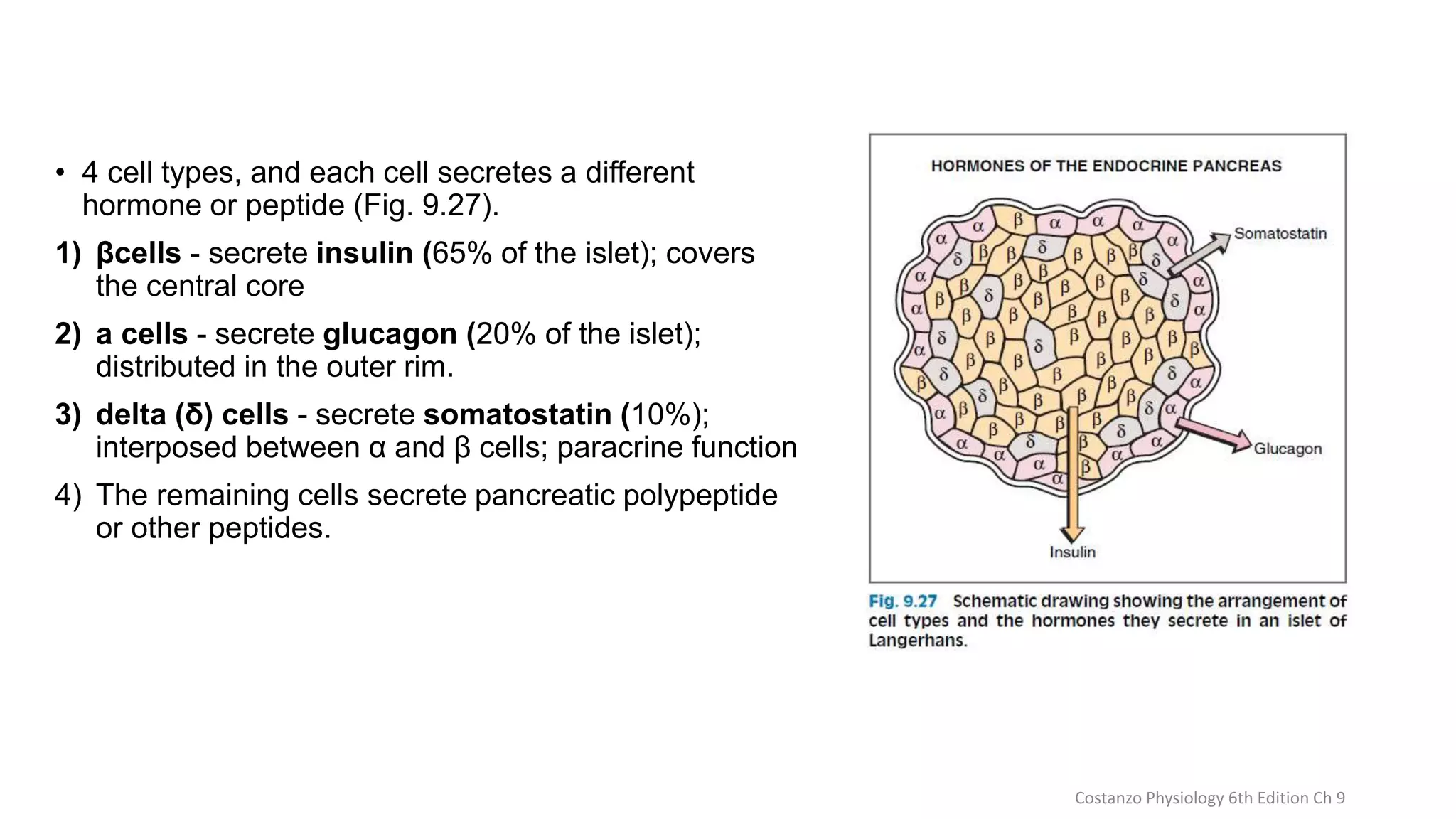 Normal physiology of insulin, Glucagon and Somatostatin | PPTX