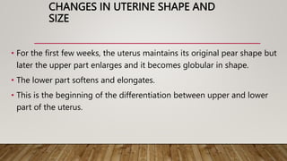 CHANGES IN UTERINE SHAPE AND
SIZE
• For the first few weeks, the uterus maintains its original pear shape but
later the upper part enlarges and it becomes globular in shape.
• The lower part softens and elongates.
• This is the beginning of the differentiation between upper and lower
part of the uterus.
 