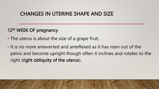CHANGES IN UTERINE SHAPE AND SIZE
12th WEEK OF pregnancy
• The uterus is about the size of a grape fruit.
• It is no more anteverted and anteflexed as it has risen out of the
pelvis and become upright though often it inclines and rotates to the
right (right obliquity of the uterus).
 