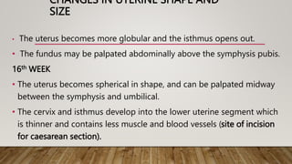 CHANGES IN UTERINE SHAPE AND
SIZE
• The uterus becomes more globular and the isthmus opens out.
• The fundus may be palpated abdominally above the symphysis pubis.
16th WEEK
• The uterus becomes spherical in shape, and can be palpated midway
between the symphysis and umbilical.
• The cervix and isthmus develop into the lower uterine segment which
is thinner and contains less muscle and blood vessels (site of incision
for caesarean section).
 
