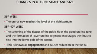 CHANGES IN UTERINE SHAPE AND SIZE
36th WEEK
• The uterus now reaches the level of the xiphisternum
38th-40th WEEK
• The softening of the tissues of the pelvic floor, the good uterine tone
and the formation of lower uterine segment encourages the fetus to
sink into the lower pole of the uterus.
• This is known as engagement and causes reduction in the fundal
height described as lightening.
 