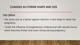 CHANGES IN UTERINE SHAPE AND SIZE
THE CERVIX
• The cervix acts as a barrier against infection, it also helps to retain the
pregnancy.
• Under the influence of progesterone, endocervical cells secrete mucus
which becomes thicker and more viscous during pregnancy.
 