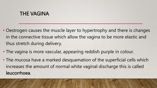 THE VAGINA
• Oestrogen causes the muscle layer to hypertrophy and there is changes
in the connective tissue which allow the vagina to be more elastic and
thus stretch during delivery.
• The vagina is more vascular, appearing reddish purple in colour.
• The mucosa have a marked desquamation of the superficial cells which
increases the amount of normal white vaginal discharge this is called
leucorrhoea.
•
 
