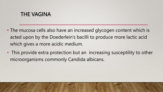THE VAGINA
• The mucosa cells also have an increased glycogen content which is
acted upon by the Doederlein’s bacilli to produce more lactic acid
which gives a more acidic medium.
• This provide extra protection but an increasing susceptility to other
microorganisms commonly Candida albicans.
 