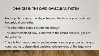 CHANGES IN THE CARDIOVASCULAR SYSTEM
• Neutrophils increase, thereby enhancing the blood’s phagocytic and
bactericidal properties.
• The other white blood cells do not change.
• The increased blood flow is directed to the uterus and 80% goes to
the placenta.
• There is Poor venous return and increased venous pressure in the legs
contributing to dependent oedema, varicose veins of the legs, vulva
and haemorrhoids.
 