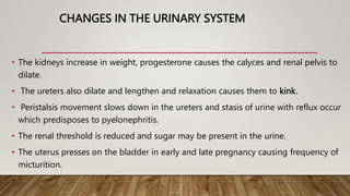 CHANGES IN THE URINARY SYSTEM
• The kidneys increase in weight, progesterone causes the calyces and renal pelvis to
dilate.
• The ureters also dilate and lengthen and relaxation causes them to kink.
• Peristalsis movement slows down in the ureters and stasis of urine with reflux occur
which predisposes to pyelonephritis.
• The renal threshold is reduced and sugar may be present in the urine.
• The uterus presses on the bladder in early and late pregnancy causing frequency of
micturition.
 