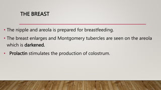 THE BREAST
• The nipple and areola is prepared for breastfeeding.
• The breast enlarges and Montgomery tubercles are seen on the areola
which is darkened.
• Prolactin stimulates the production of colostrum.
 