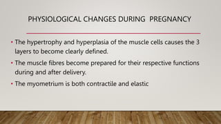 PHYSIOLOGICAL CHANGES DURING PREGNANCY
• The hypertrophy and hyperplasia of the muscle cells causes the 3
layers to become clearly defined.
• The muscle fibres become prepared for their respective functions
during and after delivery.
• The myometrium is both contractile and elastic
 