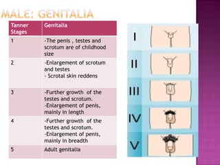 Tanner staging anatomy girls 