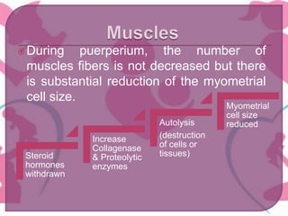 During puerperium, the number of
muscles fibers is not decreased but there
is substantial reduction of the myometrial
cell size.
Steroid
hormones
withdrawn
Increase
Collagenase
& Proteolytic
enzymes
Autolysis
(destruction
of cells or
tissues)
Myometrial
cell size
reduced
 