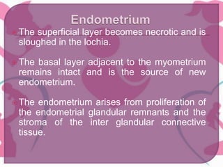  The superficial layer becomes necrotic and is
sloughed in the lochia.
 The basal layer adjacent to the myometrium
remains intact and is the source of new
endometrium.
 The endometrium arises from proliferation of
the endometrial glandular remnants and the
stroma of the inter glandular connective
tissue.
 