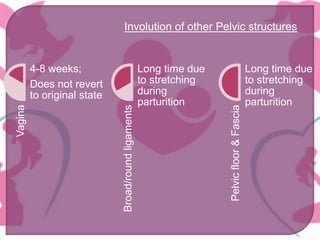 Vagina
4-8 weeks;
Does not revert
to original state
Broad/roundligaments
Long time due
to stretching
during
parturition
Pelvicfloor&Fascia
Long time due
to stretching
during
parturition
Involution of other Pelvic structures
 