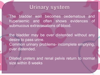  The bladder wall becomes oedematous and
hyperaemic and often shows evidences of
submucous extravasations of blood.
 the bladder may be over distended without any
desire to pass urine.
 Common urinary problems- incomplete emptying,
over distended.
 Dilated ureters and renal pelvis return to normal
size within 8 weeks
 