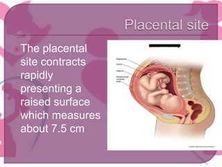 The placental
site contracts
rapidly
presenting a
raised surface
which measures
about 7.5 cm
 