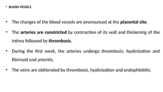 • BLOOD VESSELS
• The changes of the blood vessels are pronounced at the placental site.
• The arteries are constricted by contraction of its wall and thickening of the
intima followed by thrombosis.
• During the first week, the arteries undergo thrombosis, hyalinization and
fibrinoid end arteritis.
• The veins are obliterated by thrombosis, hyalinization and endophlebitis.
 
