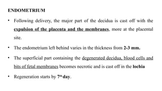 ENDOMETRIUM
• Following delivery, the major part of the decidua is cast off with the
expulsion of the placenta and the membranes, more at the placental
site.
• The endometrium left behind varies in the thickness from 2-3 mm.
• The superficial part containing the degenerated decidua, blood cells and
bits of fetal membranes becomes necrotic and is cast off in the lochia
• Regeneration starts by 7th
day.
 