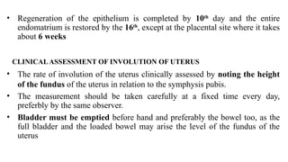 • Regeneration of the epithelium is completed by 10th
day and the entire
endomatrium is restored by the 16th
, except at the placental site where it takes
about 6 weeks
CLINICALASSESSMENT OF INVOLUTION OF UTERUS
• The rate of involution of the uterus clinically assessed by noting the height
of the fundus of the uterus in relation to the symphysis pubis.
• The measurement should be taken carefully at a fixed time every day,
preferbly by the same observer.
• Bladder must be emptied before hand and preferably the bowel too, as the
full bladder and the loaded bowel may arise the level of the fundus of the
uterus
 