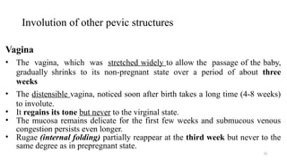 Involution of other pevic structures
22
Vagina
• The vagina, which was stretched widely to allow the passage of the baby,
gradually shrinks to its non-pregnant state over a period of about three
weeks
• The distensible vagina, noticed soon after birth takes a long time (4-8 weeks)
to involute.
• It regains its tone but never to the virginal state.
• The mucosa remains delicate for the first few weeks and submucous venous
congestion persists even longer.
• Rugae (internal folding) partially reappear at the third week but never to the
same degree as in prepregnant state.
 