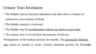 Urinary Tract Involution
27
• The bladder mucosa becomes edematous and often shows evidence of
submucous extravasation of blood.
• The bladder capacity is increased.
• The bladder may be overdistended without any desire to pass urine
• The urinary tract is revived from the pressure of delivery.
•Enlargement of the kidneys persists for months. The glomerular filtration
rate returns to normal in weeks. Ureteric dilatation persists for 12 weeks.
 