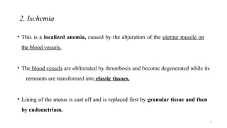 2. Ischemia
9
• This is a localized anemia, caused by the abjuration of the uterine muscle on
the blood vessels.
• The blood vessels are obliterated by thrombosis and become degenerated while its
remnants are transformed into elastic tissues.
• Lining of the uterus is cast off and is replaced first by granular tissue and then
by endometrium.
 