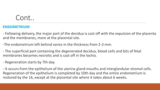 Cont..
ENDOMETRIUM
- Following delivery, the major part of the decidua is cast off with the expulsion of the placenta
and the membranes, more at the placental site.
-The endometrium left behind varies in the thickness from 2-3 mm.
- The superficial part containing the degenerated decidua, blood cells and bits of fetal
membranes becomes necrotic and is cast off in the lochia.
- Regeneration starts by 7th day.
- It occurs from the epithelium of the uterine gland mouths and interglandular stromal cells.
Regeneration of the epithelium is completed by 10th day and the entire endometrium is
restored by the 16, except at the placental site where it takes about 6 weeks.
 