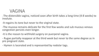 VAGINA
- The distensible vagina, noticed soon after birth takes a long time (4-8 weeks) to
involute.
-It regains its tone but never to the virginal state.
-The mucosa remains delicate for the first few weeks and sub mucous venous
congestion persists even longer.
-It is the reason to withhold surgery on puerperal vagina.
- Rugae partially reappear at the third week but never to the same degree as in
pre pregnant state.
- Hymen is lacerated and is represented by nodular tags.
 