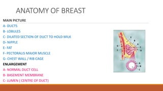 ANATOMY OF BREAST
MAIN PICTURE
A- DUCTS
B- LOBULES
C- DILATED SECTION OF DUCT TO HOLD MILK
D- NIPPLE
E- FAT
F- PECTORALIS MAJOR MUSCLE
G- CHEST WALL / RIB CAGE
ENLARGEMENT
A- NORMAL DUCT CELL
B- BASEMENT MEMBRANE
C- LUMEN ( CENTRE OF DUCT)
 