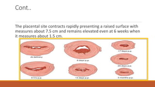 Cont..
The placental site contracts rapidly presenting a raised surface with
measures about 7.5 cm and remains elevated even at 6 weeks when
it measures about 1.5 cm.
 