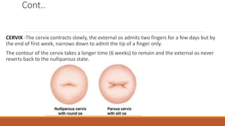 Cont..
CERVIX -The cervix contracts slowly, the external os admits two fingers for a few days but by
the end of first week, narrows down to admit the tip of a finger only.
The contour of the cervix takes a longer time (6 weeks) to remain and the external os never
reverts back to the nulliparous state.
 