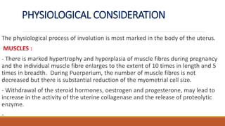 PHYSIOLOGICAL CONSIDERATION
The physiological process of involution is most marked in the body of the uterus.
MUSCLES :
- There is marked hypertrophy and hyperplasia of muscle fibres during pregnancy
and the individual muscle fibre enlarges to the extent of 10 times in length and 5
times in breadth. During Puerperium, the number of muscle fibres is not
decreased but there is substantial reduction of the myometrial cell size.
- Withdrawal of the steroid hormones, oestrogen and progesterone, may lead to
increase in the activity of the uterine collagenase and the release of proteolytic
enzyme.
-
 