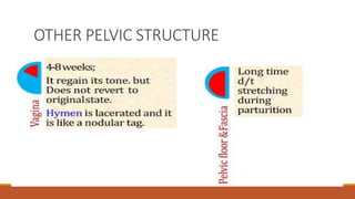 OTHER PELVIC STRUCTURE
 