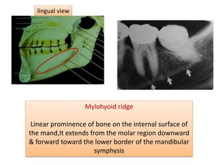 Lr Mandibular Ridge Normal radiographic anatomy .pptx