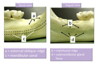 Lr Mandibular Ridge Normal radiographic anatomy .pptx
