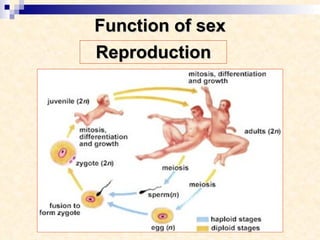 Function of sex Reproduction 