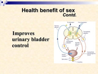 Health benefit of sex    Contd. Improves urinary bladder control   
