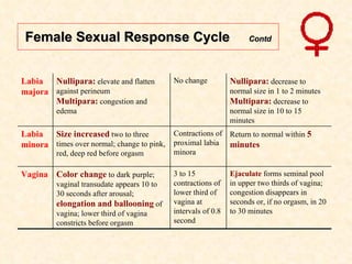 Female Sexual Response Cycle  Contd Ejaculate  forms seminal pool in upper two thirds of vagina; congestion disappears in seconds or, if no orgasm, in 20 to 30 minutes 3 to 15 contractions of lower third of vagina at intervals of 0.8 second Color change  to dark purple; vaginal transudate appears 10 to 30 seconds after arousal;  elongation and ballooning  of vagina; lower third of vagina constricts before orgasm Vagina Return to normal within  5 minutes Contractions of proximal labia minora Size increased  two to three times over normal; change to pink, red, deep red before orgasm Labia minora Nullipara:  decrease to normal size in 1 to 2 minutes Multipara:  decrease to normal size in 10 to 15 minutes No change Nullipara:  elevate and flatten against perineum Multipara:  congestion and edema Labia majora 