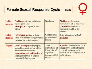 Female Sexual Response Cycle  Contd Ejaculate  forms seminal pool in upper two thirds of vagina; congestion disappears in ...